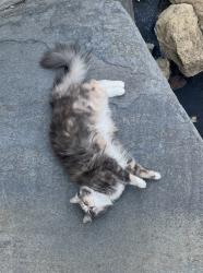 Lost Female Cat last seen Averill Park, Los Angeles, CA 90732