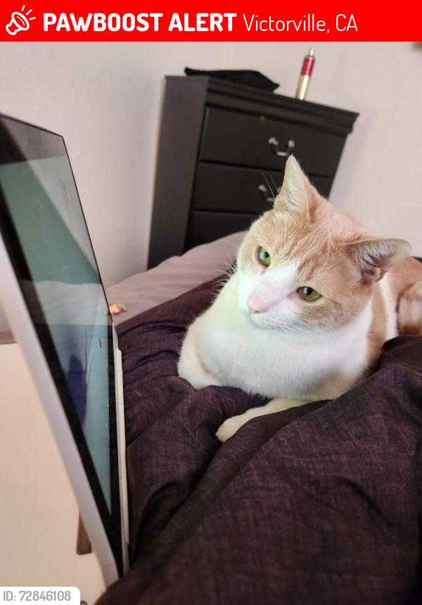 Lost Male Cat last seen Verano & Mesa Linda St., Victorville, CA 92392