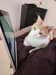 Lost Male Cat last seen Verano & Mesa Linda St., Victorville, CA 92392