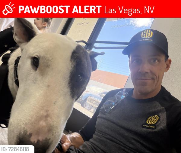 Lost Male Dog last seen Allegient Stadium , Las Vegas, NV 89118