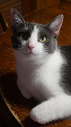 Lost Female Cat last seen Camellia Dr and Friendship Rd, Tallassee, AL 36078