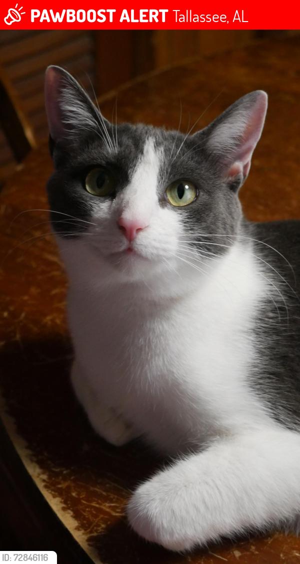Lost Female Cat last seen Camellia Dr and Friendship Rd, Tallassee, AL 36078