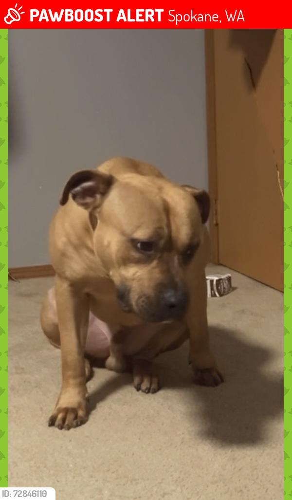 Lost Male Dog last seen Near w pacific ave Spokane WA 99201, Spokane, WA 99201