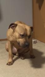 Lost Male Dog last seen Near w pacific ave Spokane WA 99201, Spokane, WA 99201