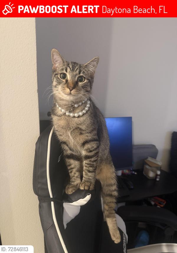 Lost Female Cat last seen The Bradley apmts, Daytona Beach, FL 32117