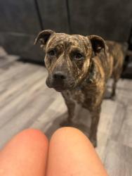 Lost Male Dog last seen Kings ridge rd, Carrollton, KY 41008