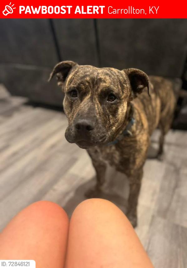 Lost Male Dog last seen Kings ridge rd, Carrollton, KY 41008