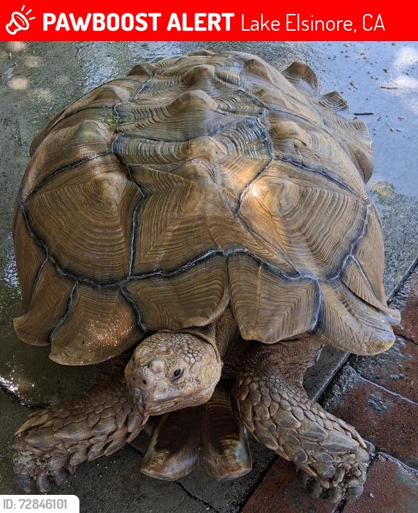 Lost Male Reptile last seen Illinois Street and Strickland , Lake Elsinore, CA 92530