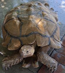 Lost Male Reptile last seen Illinois Street and Strickland , Lake Elsinore, CA 92530