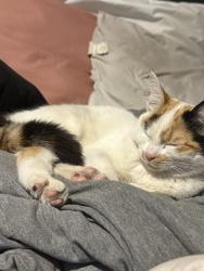 Lost Female Cat last seen Near couts ave , Commerce, CA 90040