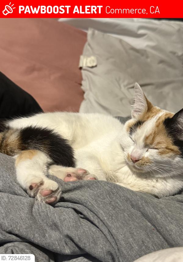 Lost Female Cat last seen Near couts ave , Commerce, CA 90040