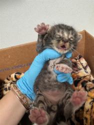 Shelter Stray Male Cat last seen Near BLOCK MCCORD AVE, BAKERSFIELD CA 93308, Bakersfield, CA 93308