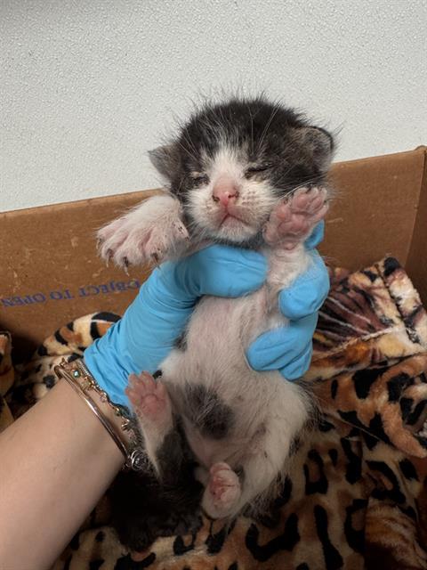 Shelter Stray Female Cat last seen Near BLOCK MCCORD AVE, BAKERSFIELD CA 93308, Bakersfield, CA 93308