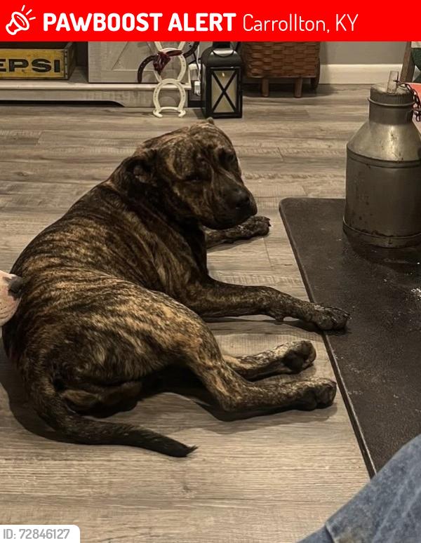Lost Male Dog last seen Kings Ridge, Carrollton/Monitor Kentucky , Carrollton, KY 41008