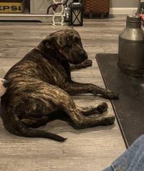 Lost Male Dog last seen Kings Ridge, Carrollton/Monitor Kentucky , Carrollton, KY 41008