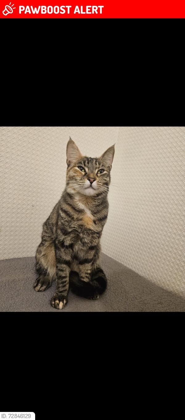 Lost Female Cat last seen My garden New Road 18 , Bournemouth, Christchurch and Poole, England BH12 2NQ