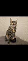 Lost Female Cat last seen My garden New Road 18 , Bournemouth, Christchurch and Poole, England BH12 2NQ