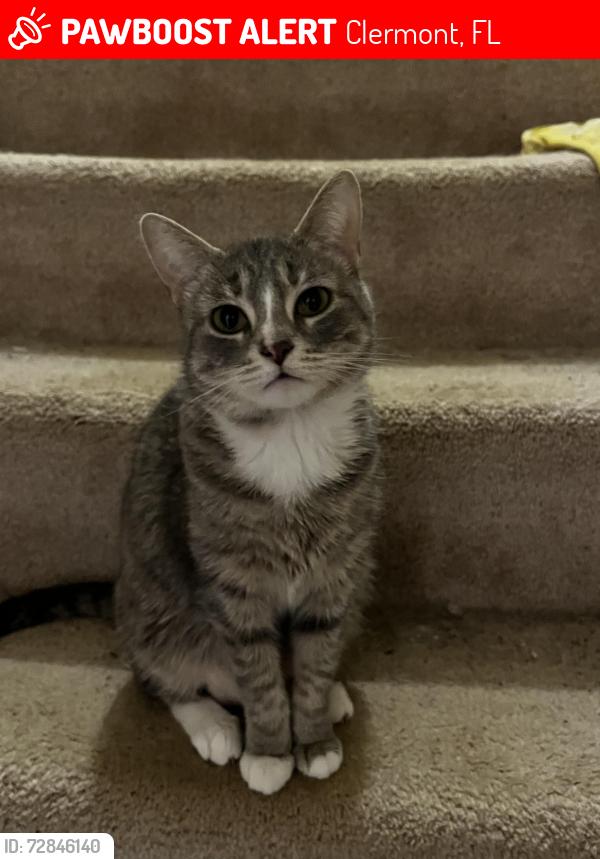 Lost Female Cat last seen publix and aldi, Clermont, FL 34711