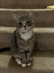 Lost Female Cat last seen publix and aldi, Clermont, FL 34711