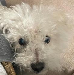 Lost Male Dog last seen Alameda 58 Avenue Court W., University Place, WA 98467