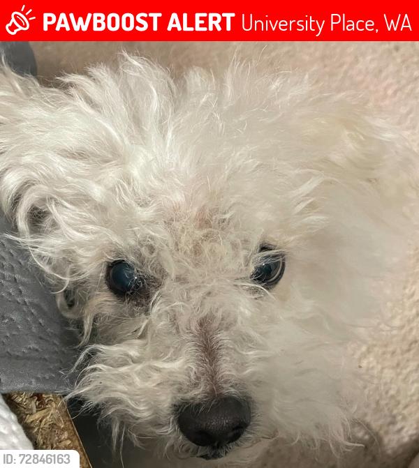 Lost Male Dog last seen Alameda 58 Avenue Court W., University Place, WA 98467