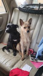 Lost Female Dog last seen Mlk blvd, Sacramento, CA 95824