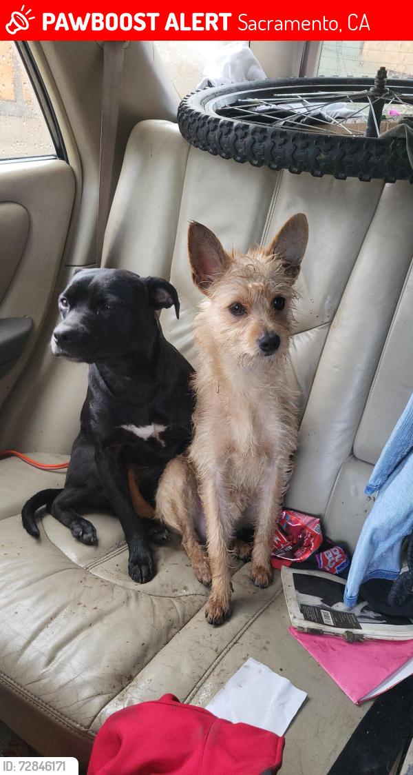 Lost Female Dog last seen Mlk blvd, Sacramento, CA 95824