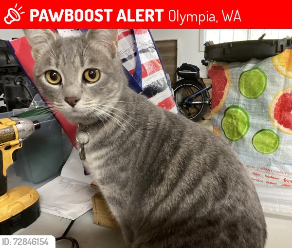 Lost Female Cat last seen Mima rd and 128th, Olympia, WA 98512