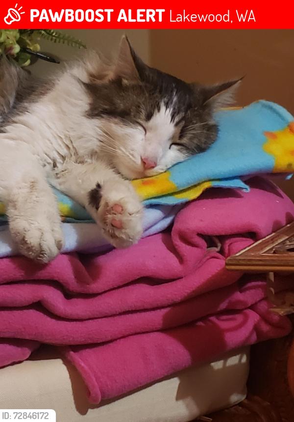 Lost Male Cat last seen Farwest and 100th st sw , Lakewood, WA 98498