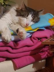 Lost Male Cat last seen Farwest and 100th st sw , Lakewood, WA 98498