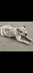 Found/Stray Male Dog last seen Hwy 17 & 92, Winter Haven, FL 33881