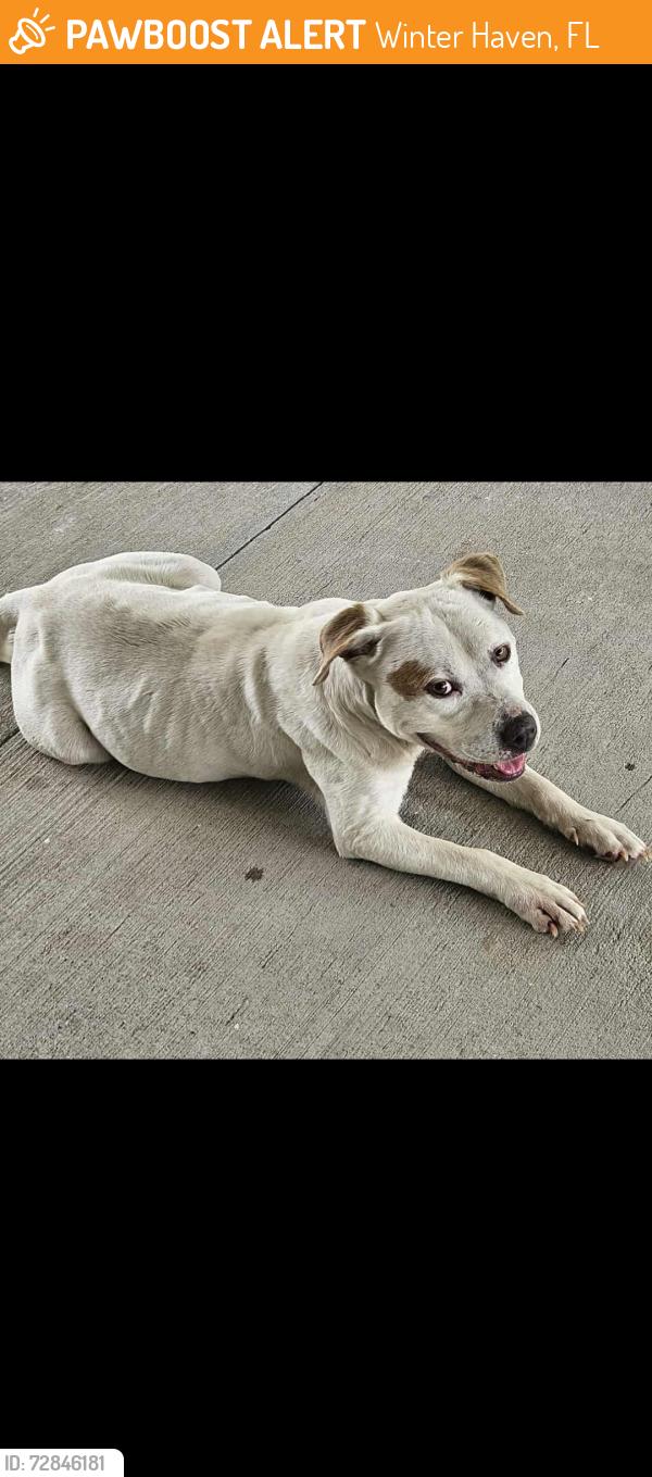 Found/Stray Male Dog last seen Hwy 17 & 92, Winter Haven, FL 33881