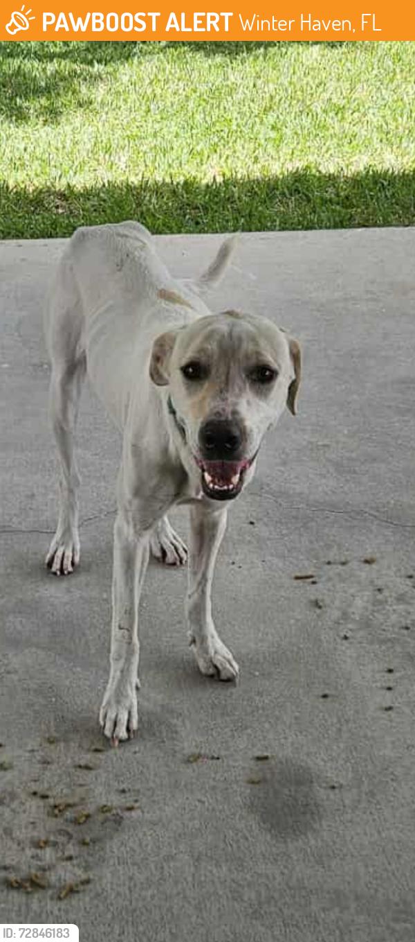 Found/Stray Female Dog last seen Hwy 17 & 92, Winter Haven, FL 33881