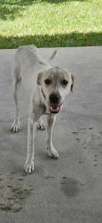 Found/Stray Female Dog last seen Hwy 17 & 92, Winter Haven, FL 33881