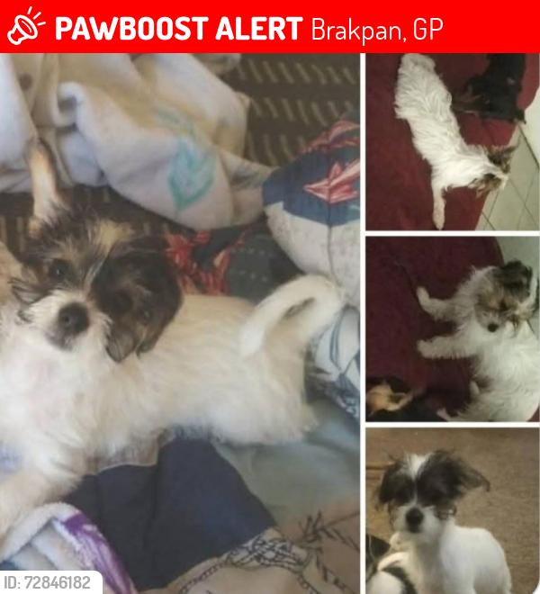Lost Female Dog last seen Cnr of Hastings Ave close to hse Wife's Trust in Brakpan, Brakpan, GP 1541