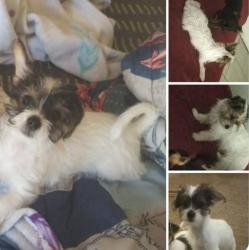 Lost Female Dog last seen Cnr of Hastings Ave close to hse Wife's Trust in Brakpan, Brakpan, GP 1541