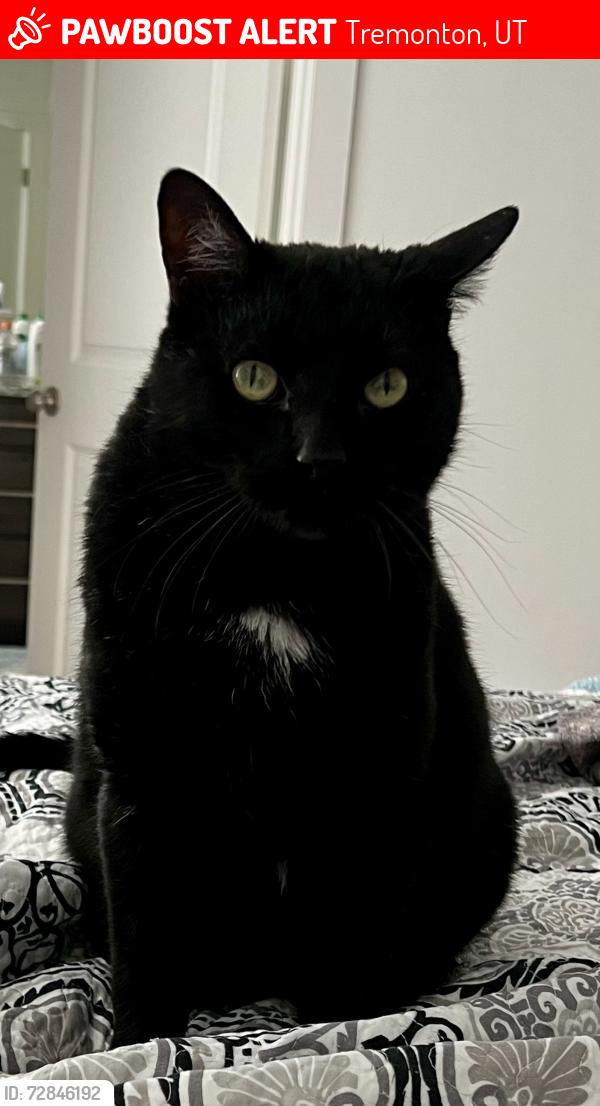 Lost Male Cat last seen Aspen ridges s , Tremonton, UT 84337