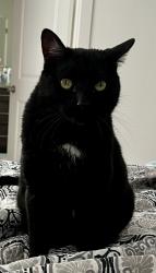 Lost Male Cat last seen Aspen ridges s , Tremonton, UT 84337