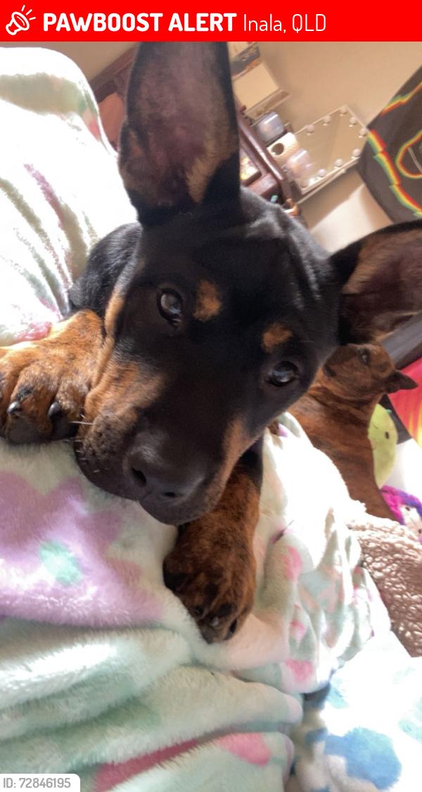 Lost Female Dog last seen Near bamboo st inala, Inala, QLD 4077