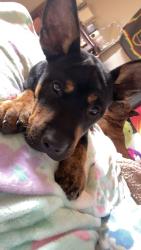 Lost Female Dog last seen Near bamboo st inala, Inala, QLD 4077