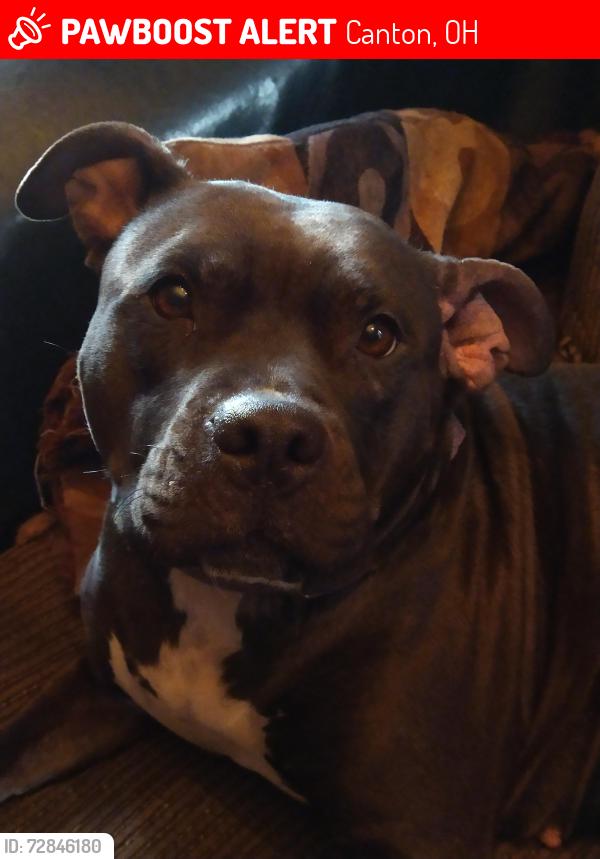 Lost Female Dog last seen Spangler and Beverly, Canton, OH 44714
