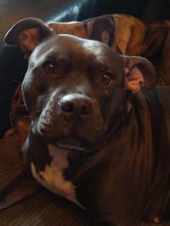 Lost Female Dog last seen Spangler and Beverly, Canton, OH 44714