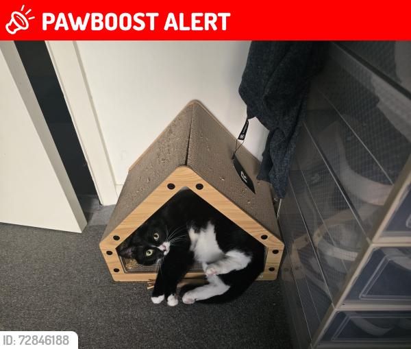 Lost Female Cat last seen Tesco, Sedgemore Place, Peckham, Greater London, England SE15 6FF