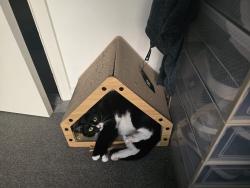 Lost Female Cat last seen Tesco, Sedgemore Place, Peckham, Greater London, England SE15 6FF