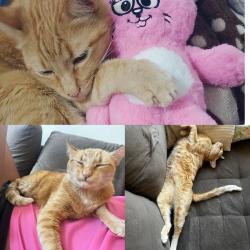 Lost Male Cat last seen Última rua do bairro , Parque São Jorge, SP 13064-828