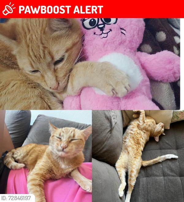 Lost Male Cat last seen Última rua do bairro , Parque São Jorge, SP 13064-828