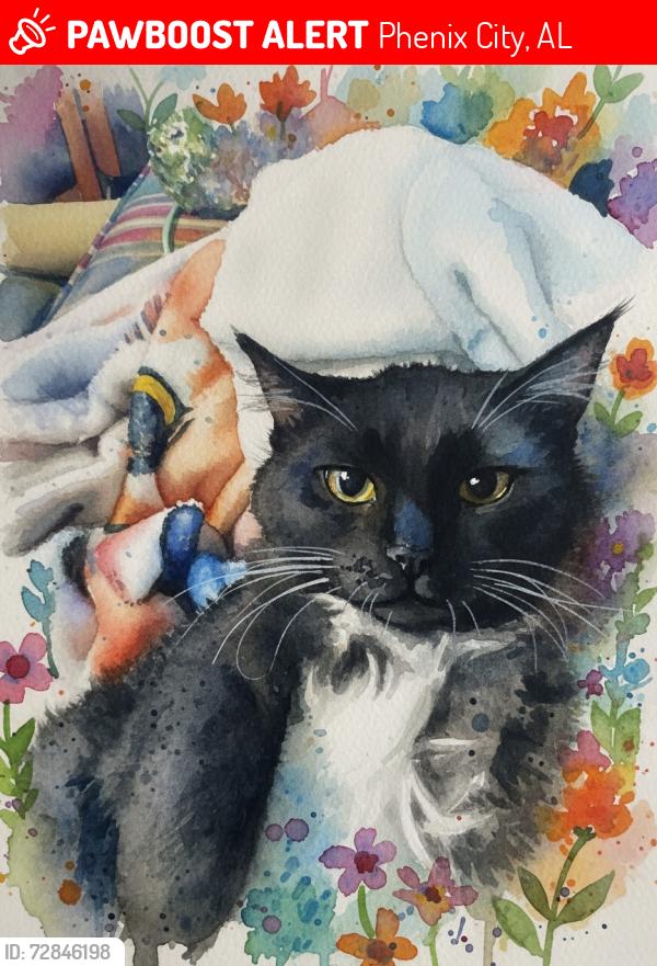 Lost Male Cat last seen off stadium dr, Phenix City, AL 36867