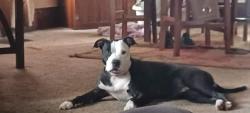 Lost Female Dog last seen Spangler and Beverly, Canton, OH 44714