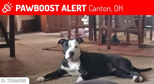 Lost Female Dog last seen Spangler and Beverly, Canton, OH 44714