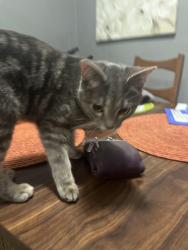 Found/Stray Female Cat last seen  NE Jefferson Ave & Hamilton Blvd or W Main St & N Glendale Ave., Peoria, IL 61603